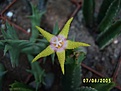 Нажмите на изображение для увеличения.

Название:	Stapelia flavopurpurea.jpg
Просмотров:	959
Размер:	74.1 Кб
ID:	378931