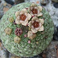 Нажмите на изображение для увеличения.

Название:	Trichocaulon.jpg
Просмотров:	981
Размер:	77.3 Кб
ID:	378933