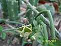 Нажмите на изображение для увеличения.

Название:	Ceropegia haygarthii.JPG
Просмотров:	960
Размер:	68.4 Кб
ID:	378934