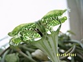 Нажмите на изображение для увеличения.

Название:	Ceropegia sandersonii.jpg
Просмотров:	942
Размер:	53.9 Кб
ID:	378936