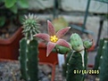 Нажмите на изображение для увеличения.

Название:	Piaranthus pulcher.jpg
Просмотров:	963
Размер:	56.7 Кб
ID:	378938