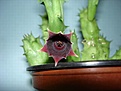 Нажмите на изображение для увеличения.

Название:	Huernia_ hadhramautica_DSC00992.JPG
Просмотров:	891
Размер:	27.0 Кб
ID:	378939