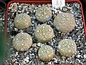 Нажмите на изображение для увеличения.

Название:	Pseudolithos_migiurtinus_2_years_old_2004.JPG
Просмотров:	717
Размер:	81.3 Кб
ID:	378941