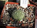 Нажмите на изображение для увеличения.

Название:	Pseudolithos_migiurtinus_3_years_old_dm_25mm_01_02_2006.JPG
Просмотров:	716
Размер:	55.3 Кб
ID:	378942