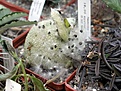 Нажмите на изображение для увеличения.

Название:	Pseudolithos_migiurtinus_fruit_10_08_2003.JPG
Просмотров:	715
Размер:	52.7 Кб
ID:	378943