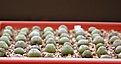 Нажмите на изображение для увеличения.

Название:	Pseudolithos_migiurtinus_ILO_30_04_2004_6month_8mm.JPG
Просмотров:	719
Размер:	33.9 Кб
ID:	378944