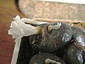 Нажмите на изображение для увеличения.

Название:	Conophytum pillucidum Tweefontein TS.jpg
Просмотров:	263
Размер:	48.9 Кб
ID:	378945