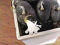Нажмите на изображение для увеличения.

Название:	Conophytum pillucidum Tweefontein TS 2.jpg
Просмотров:	250
Размер:	46.0 Кб
ID:	378946