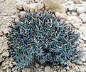 Нажмите на изображение для увеличения.

Название:	Euphorbia_atrox_1986.JPG
Просмотров:	820
Размер:	81.0 Кб
ID:	378963