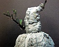 Нажмите на изображение для увеличения.

Название:	Euphorbia_baga_Ghana_foto_from_book_Caudiciform_pachycaul_succulents.JPG
Просмотров:	794
Размер:	48.3 Кб
ID:	378965