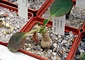 Нажмите на изображение для увеличения.

Название:	Euphorbia_brunelii_Kenia.JPG
Просмотров:	812
Размер:	57.0 Кб
ID:	378967
