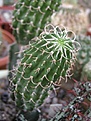 Нажмите на изображение для увеличения.

Название:	Euphorbia_columnaris_Somalia.JPG
Просмотров:	822
Размер:	47.9 Кб
ID:	378968