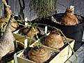 Нажмите на изображение для увеличения.

Название:	Euphorbia_decidua_Malawi_Zambia_Zimbabwe_01.02.2006.JPG
Просмотров:	804
Размер:	82.3 Кб
ID:	378969