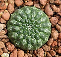 Нажмите на изображение для увеличения.

Название:	Euphorbia_gymnocalicioides.JPG
Просмотров:	801
Размер:	36.9 Кб
ID:	378970