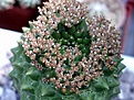 Нажмите на изображение для увеличения.

Название:	Euphorbia_gymnocalicioides_Ethiopia.JPG
Просмотров:	803
Размер:	56.4 Кб
ID:	378971