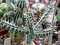 Нажмите на изображение для увеличения.

Название:	Euphorbia_horwoodii_Somalia_01.02.2006.JPG
Просмотров:	812
Размер:	87.7 Кб
ID:	378972