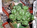 Нажмите на изображение для увеличения.

Название:	Euphorbia_mosaica_Somalia_01.02.2006.JPG
Просмотров:	710
Размер:	100.3 Кб
ID:	378974