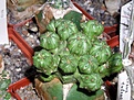 Нажмите на изображение для увеличения.

Название:	Euphorbia_mosaica_Somalia_01.02.2006.JPG
Просмотров:	794
Размер:	100.3 Кб
ID:	378974