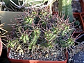 Нажмите на изображение для увеличения.

Название:	Euphorbia_phylipsiae.JPG
Просмотров:	707
Размер:	113.8 Кб
ID:	378975