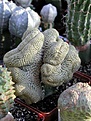 Нажмите на изображение для увеличения.

Название:	Euphorbia_piscidermis_cristata_01.02.2006.JPG
Просмотров:	826
Размер:	67.2 Кб
ID:	378976