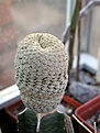 Нажмите на изображение для увеличения.

Название:	Euphorbia_piscidermis_Ethiopia_01.02.2006.JPG
Просмотров:	821
Размер:	41.4 Кб
ID:	378977