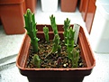 Нажмите на изображение для увеличения.

Название:	stapelia_MG.jpg
Просмотров:	246
Размер:	44.1 Кб
ID:	378988