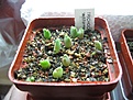 Нажмите на изображение для увеличения.

Название:	trichocaulon_cactiforme.jpg
Просмотров:	368
Размер:	64.1 Кб
ID:	378989