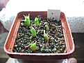 Нажмите на изображение для увеличения.

Название:	trichocaulon_pilliferum.jpg
Просмотров:	358
Размер:	61.6 Кб
ID:	378990