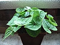Нажмите на изображение для увеличения.

Название:	dioscorea_sylvatica.jpg
Просмотров:	676
Размер:	44.8 Кб
ID:	378991