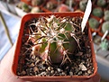 Нажмите на изображение для увеличения.

Название:	discocactus_1.jpg
Просмотров:	2316
Размер:	56.4 Кб
ID:	378993