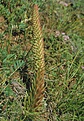 Нажмите на изображение для увеличения.

Название:	orostachys_spinW.jpg
Просмотров:	234
Размер:	51.7 Кб
ID:	378996