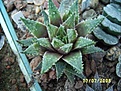 Нажмите на изображение для увеличения.

Название:	Haworthia guttata.jpg
Просмотров:	307
Размер:	91.9 Кб
ID:	379047