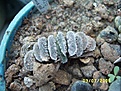 Нажмите на изображение для увеличения.

Название:	Haworthia (Kegarato).jpg
Просмотров:	262
Размер:	109.7 Кб
ID:	379048