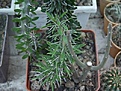 Нажмите на изображение для увеличения.

Название:	Didiereaceae.JPG
Просмотров:	270
Размер:	91.4 Кб
ID:	379062