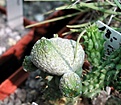 Нажмите на изображение для увеличения.

Название:	Pseudolithos_caput_viperae.JPG
Просмотров:	1225
Размер:	30.4 Кб
ID:	379079