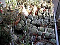 Нажмите на изображение для увеличения.

Название:	Pseudolithos_koll_01_02_2006.JPG
Просмотров:	877
Размер:	90.8 Кб
ID:	379080