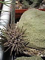 Нажмите на изображение для увеличения.

Название:	Pseudolithos_cubiformis.JPG
Просмотров:	1128
Размер:	48.1 Кб
ID:	379084