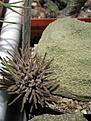 Нажмите на изображение для увеличения.

Название:	Pseudolithos_cubiformis.JPG
Просмотров:	812
Размер:	48.1 Кб
ID:	379084