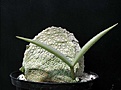 Нажмите на изображение для увеличения.

Название:	Pseudolithos_cubiformis_03_07_2004.JPG
Просмотров:	1136
Размер:	31.8 Кб
ID:	379085