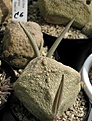 Нажмите на изображение для увеличения.

Название:	Pseudolithos_cubiformis_E_Specks.JPG
Просмотров:	1126
Размер:	52.7 Кб
ID:	379087