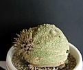 Нажмите на изображение для увеличения.

Название:	Pseudolithos_cubiformis_Somalia.JPG
Просмотров:	769
Размер:	26.9 Кб
ID:	379088