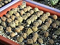 Нажмите на изображение для увеличения.

Название:	Pseudolithos_cubiformis_14months.JPG
Просмотров:	769
Размер:	74.1 Кб
ID:	379089