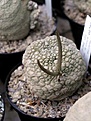 Нажмите на изображение для увеличения.

Название:	Pseudolithos_eylensis_12_10_2005.JPG
Просмотров:	567
Размер:	40.5 Кб
ID:	379090