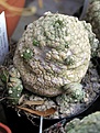 Нажмите на изображение для увеличения.

Название:	Pseudolithos_eylensis_sp_nov_ES_21871_01_02_2005.JPG
Просмотров:	738
Размер:	59.7 Кб
ID:	379093