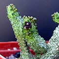 Нажмите на изображение для увеличения.

Название:	Pseudolithos_dodsonianus_ES_3025_20_09_2003.JPG
Просмотров:	735
Размер:	23.1 Кб
ID:	379094