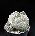 Нажмите на изображение для увеличения.

Название:	Pseudolithos_harardheranus.JPG
Просмотров:	709
Размер:	34.7 Кб
ID:	379095