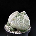 Нажмите на изображение для увеличения.

Название:	Pseudolithos_harardheranus.JPG
Просмотров:	550
Размер:	34.7 Кб
ID:	379095