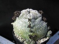Нажмите на изображение для увеличения.

Название:	Pseudolithos_harardheranus_08_2005.JPG
Просмотров:	717
Размер:	49.9 Кб
ID:	379097