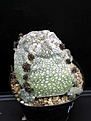 Нажмите на изображение для увеличения.

Название:	Pseudolithos_harardheranus_sp_nov_14081_Somalia_E_Specks_15_05_2005 .JPG
Просмотров:	560
Размер:	43.7 Кб
ID:	379098