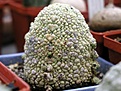 Нажмите на изображение для увеличения.

Название:	Pseudolithos_migiurtinus_2002_the_best_plant.JPG
Просмотров:	726
Размер:	61.2 Кб
ID:	379099